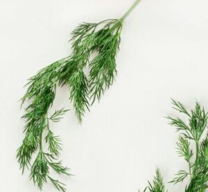 fresh dill