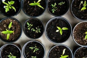 growing fresh herbs in your garden